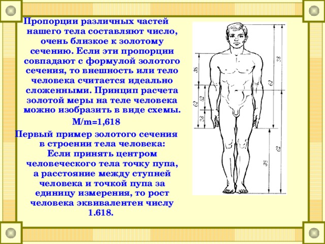 Золотое сечение в теле человека проект по математике
