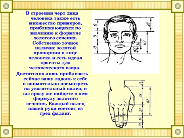 Проект по математике золотое сечение 11 класс