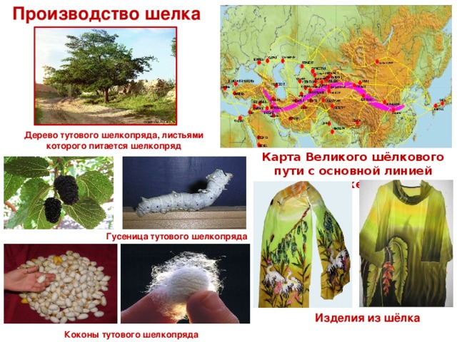 Производство шелка Дерево тутового шелкопряда, листьями которого питается шелкопряд Карта Великого шёлкового пути с основной линией движения Гусеница тутового шелкопряда Изделия из шёлка Коконы тутового шелкопряда 