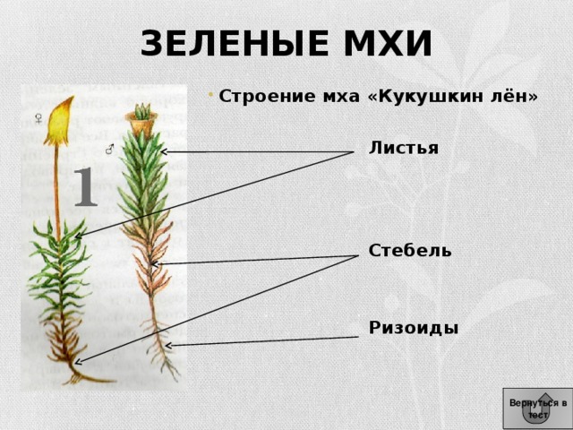 Мхи строение рисунок