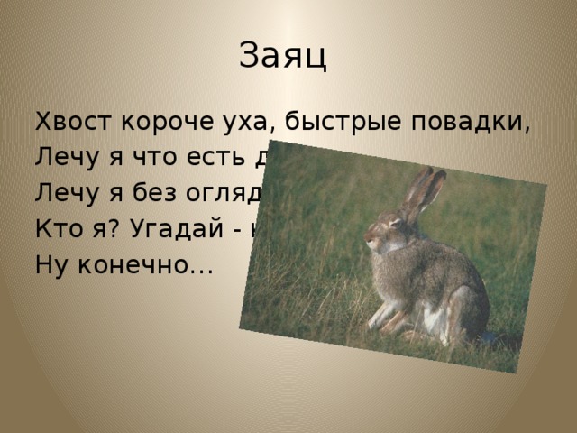 У зайца русака глаза коричневые. Повадки зайца. Интересные факты о зайцах. Образ жизни зайца. Заяц хваста.