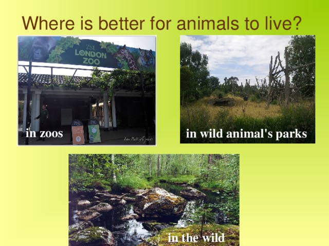 Where is better for animals to live?   in zoos  in wild animal's parks  in the wild  