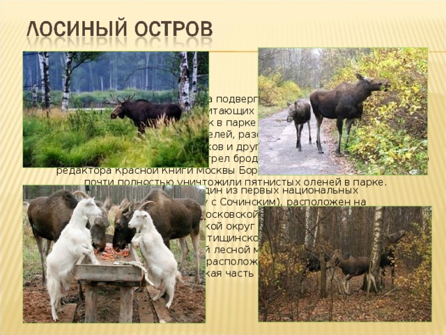 В начале XXI века дикая фауна подвергается истреблению со стороны стай бездомных собак, обитающих в парке. По данным газеты «Известия», стаи из 10-15 собак в парке охотятся на молодых кабанят и оленей, отбивая их от родителей, разоряют наземные гнезда птиц, ловят белок, горностаев, хорьков и других животных. Егерская служба проводит систематический отстрел бродячих собак. По данным главного редактора Красной Книги Москвы Бориса Самойлова, бродячие псы почти полностью уничтожили пятнистых оленей в парке. Лоси́ный О́стров — один из первых национальных парков в России (наряду с Сочинским), расположен на территории Москвы и Московской области (городской округ Балашиха, городской округ Королёв и городское поселение Мытищи Мытищинского муниципального района). Крупнейший лесной массив в Москве и крупнейший среди лесов, расположенных в черте городов (Московская часть леса).  