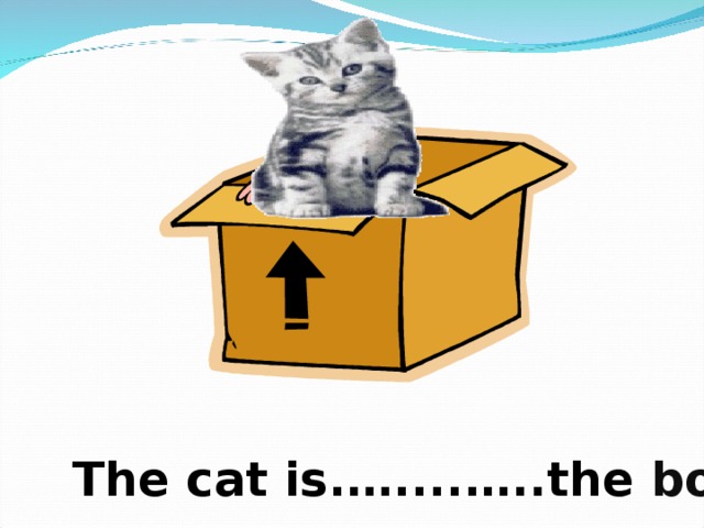 in  The cat is.…....…..the box . 