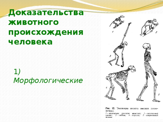 Доказательство человека от обезьяны. Доказательства животного происхождения человека. Морфологические доказательства происхождения человека от животных. Физиологические доказательства происхождения человека от животных.