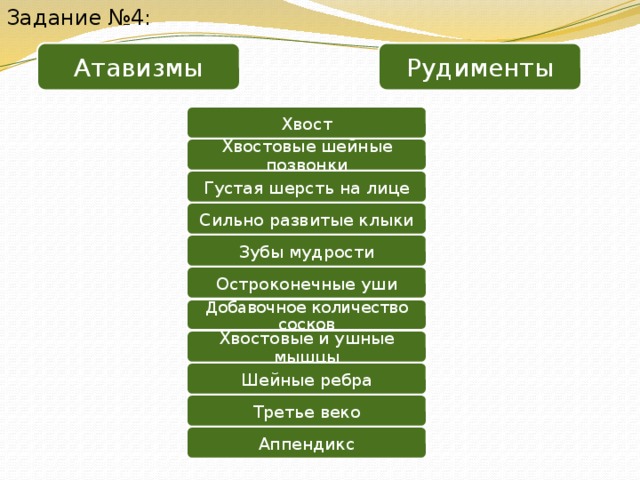 Задание №4: Атавизмы Рудименты Хвост Хвостовые шейные позвонки Густая шерсть на лице Сильно развитые клыки Зубы мудрости Остроконечные уши Добавочное количество сосков Хвостовые и ушные мышцы Шейные ребра Третье веко Аппендикс 