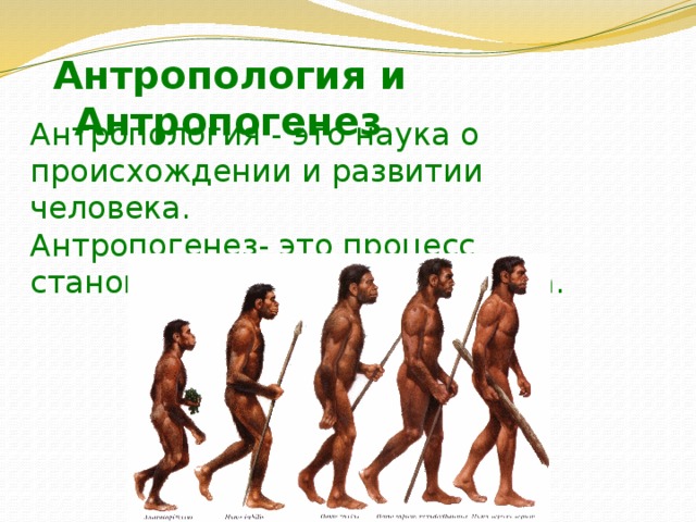 Антропология и Антропогенез Антропология - это наука о происхождении и развитии человека.  Антропогенез- это процесс становления человека как вида. 