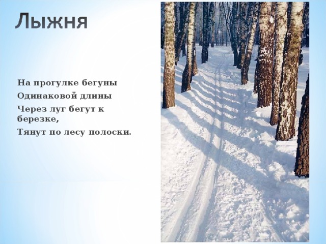 На прогулке бегуны Одинаковой длины Через луг бегут к березке, Тянут по лесу полоски.  