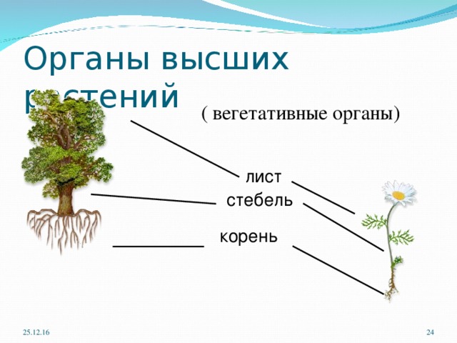 Функции листа корня стебля