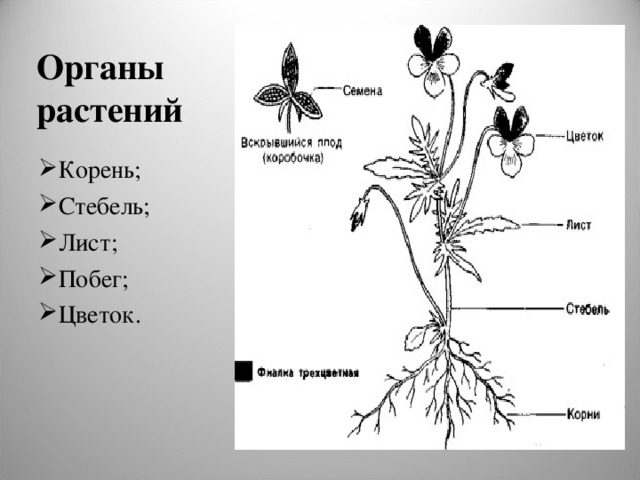 Органы растений Корень; Стебель; Лист; Побег; Цветок.  