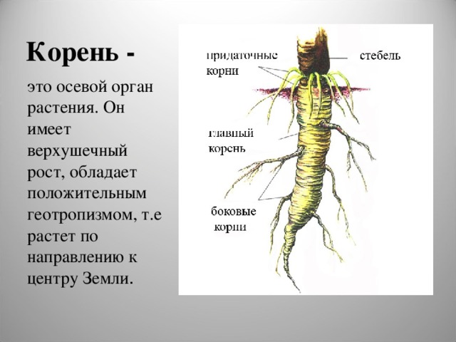 Корень - это осевой орган растения. Он имеет верхушечный рост, обладает положительным геотропизмом, т.е растет по направлению к центру Земли . 