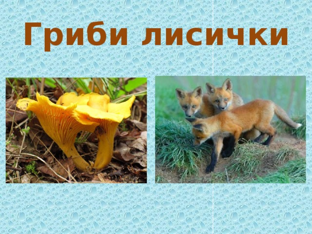 Гриби лисички 