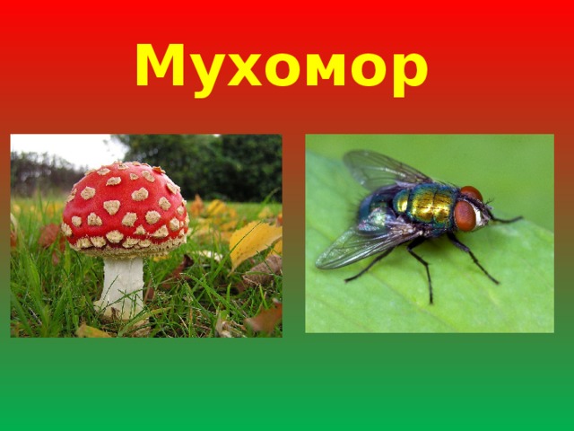 Мухомор  