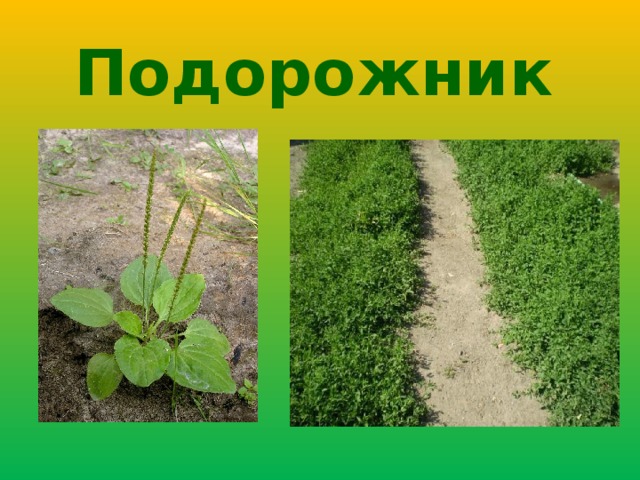 Подорожник  