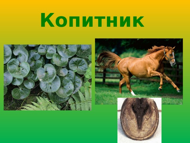 Копитник  