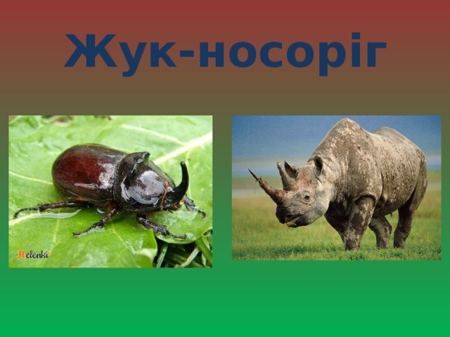 Жук-носоріг 