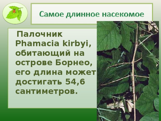  Палочник Phamacia kirbyi, обитающий на острове Борнео, его длина может достигать 54,6 сантиметров. 