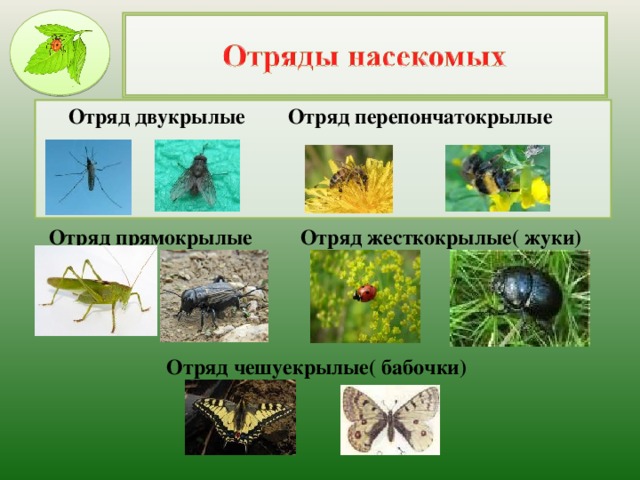 Список отрядов насекомых