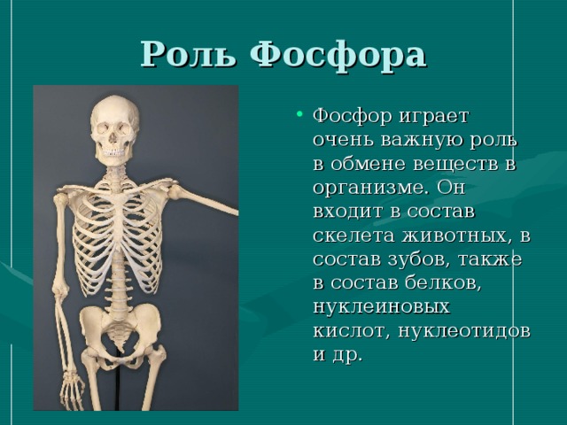 Фосфор играет очень важную роль в обмене веществ в организме. Он входит в состав скелета животных, в состав зубов, также в состав белков, нуклеиновых кислот, нуклеотидов и др. 