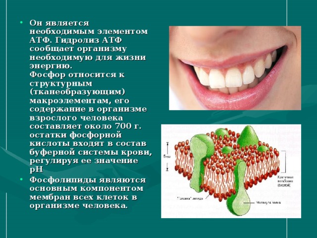 Он является необходимым элементом АТФ. Гидролиз АТФ сообщает организму необходимую для жизни энергию. Фосфор относится к структурным (тканеобразующим) макроэлементам, его содержание в организме взрослого человека составляет около 700 г. остатки фосфорной кислоты входят в состав буферной системы крови, регулируя ее значение рН Фосфолипиды являются основным компонентом мембран всех клеток в организме человека.  