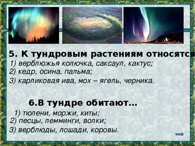 5. К тундровым растениям относятся 1) верблюжья колючка, саксаул, кактус; 2) кедр, осина, пальма; 3) карликовая ива, мох – ягель, черника. 6.В тундре обитают… 1) тюлени, моржи, киты; 2) песцы, лемминги, волки; 3) верблюды, лошади, коровы. 