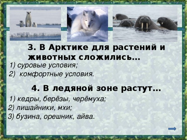 3. В Арктике для растений и животных сложились… 1) суровые условия; 2) комфортные условия. 4. В ледяной зоне растут… 1) кедры, берёзы, черёмуха; 2) лишайники, мхи; 3) бузина, орешник, айва. 