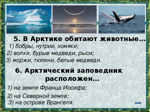 5. В Арктике обитают животные… 1) бобры, нутрии, хомяки; 2) волки, бурые медведи, рыси; 3) моржи, тюлени, белые медведи. 6. Арктический заповедник расположен… 1) на земле Франца Иосифа; 2) на Северной земле; 3) на острове Врангеля. 