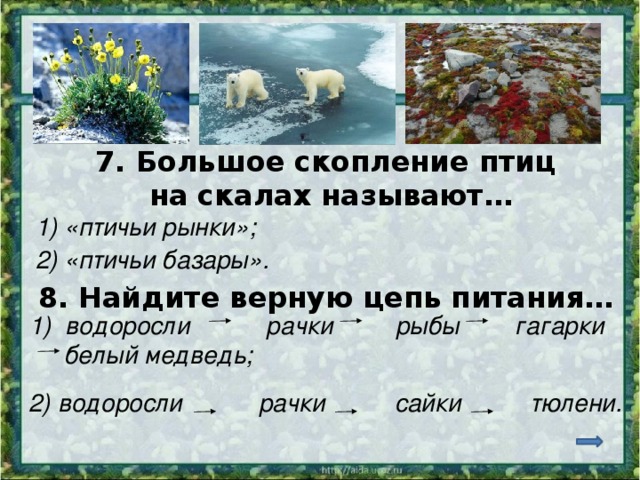 7. Большое скопление птиц на скалах называют… 1) «птичьи рынки»; 2) «птичьи базары». 8. Найдите верную цепь питания… водоросли рачки рыбы гагарки  белый медведь; 2) водоросли рачки сайки тюлени. 