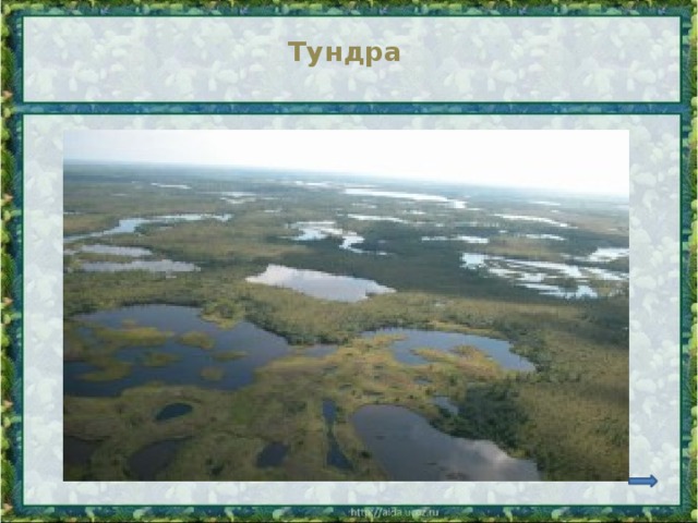 Тундра 