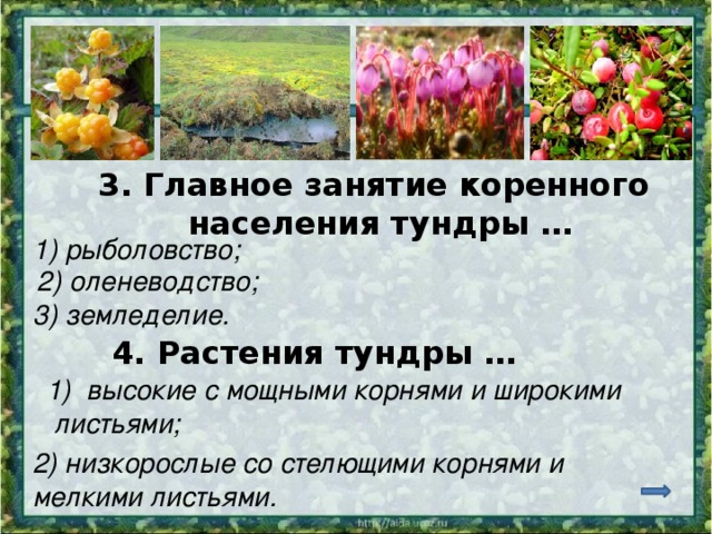 3. Главное занятие коренного населения тундры … 1) рыболовство; 2) оленеводство; 3) земледелие. 4. Растения тундры … высокие с мощными корнями и широкими  листьями; 2) низкорослые со стелющими корнями и мелкими листьями.   