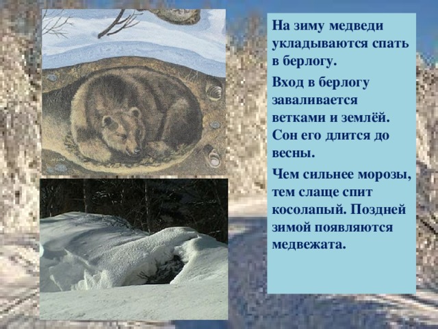 На зиму медведи укладываются спать в берлогу. Вход в берлогу заваливается ветками и землёй. Сон его длится до весны. Чем сильнее морозы, тем слаще спит косолапый. Поздней зимой появляются медвежата. 