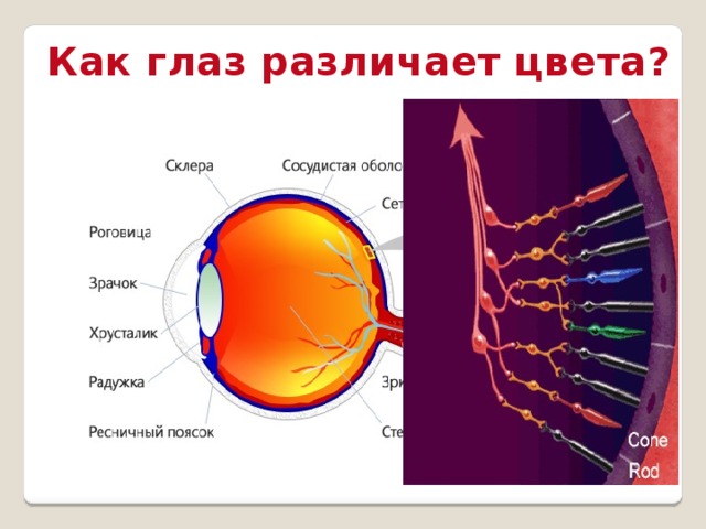 Почему мы видим цветным. Как глаз различает цвета. Как глаз видит цвет. Как человек видит цвета. Человеческий глаз воспринимает.