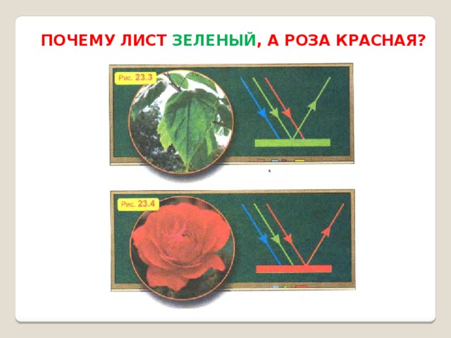 ПОЧЕМУ ЛИСТ ЗЕЛЕНЫЙ , А РОЗА КРАСНАЯ? 