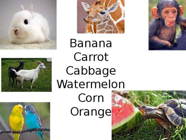  Banana  Carrot  Cabbage  Watermelon  Corn  Orange   