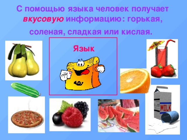 С помощью языка человек получает вкусовую информацию: горькая, соленая, сладкая или кислая.  Язык 