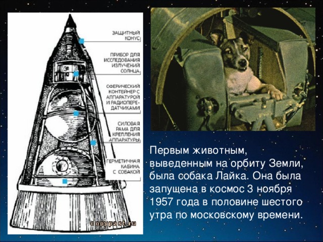Первым животным, выведенным на орбиту Земли, была собака Лайка. Она была запущена в космос 3 ноября 1957 года в половине шестого утра по московскому времени. 
