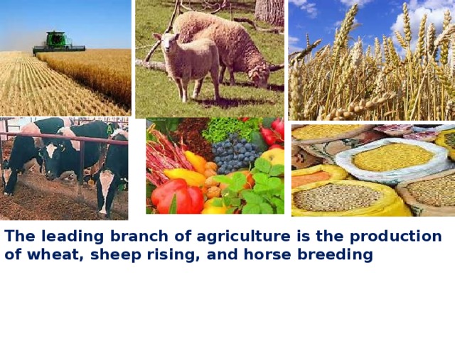 The leading branch of agriculture is the production of wheat, sheep rising, and horse breeding 