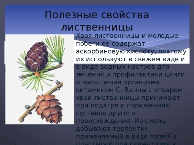 Значение лиственницы. Лиственница Сибирская шишки описание. Лечебные свойства дерева лиственницы. Характеристика лиственницы. Лиственница Сибирская характеристика.