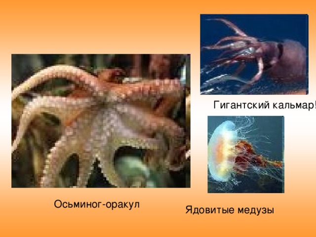 Гигантский кальмар! Осьминог-оракул Ядовитые медузы 