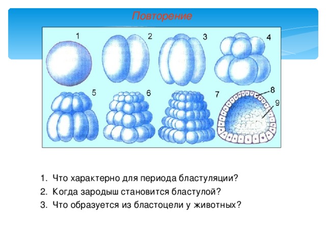 Повторение Что характерно для периода бластуляции? Когда зародыш становится бластулой? Что образуется из бластоцели у животных? 