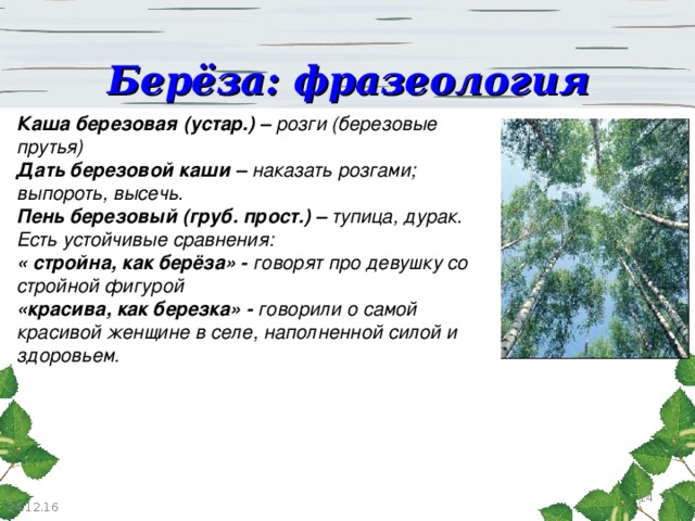 Как пишется береза. Фразеологизмы со словом береза. Фразеологизм береза. Фразеологизм к слову береза. Проект о слове береза.