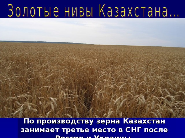 По производству зерна Казахстан занимает третье место в СНГ после России и Украины. 