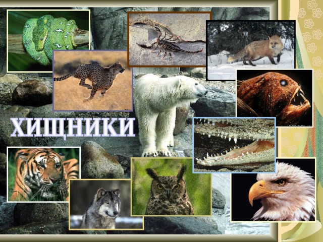 Хищники примеры 3. Хищники животные список. Хищные животные примеры. Разнообразие хищников. Хищные названия.
