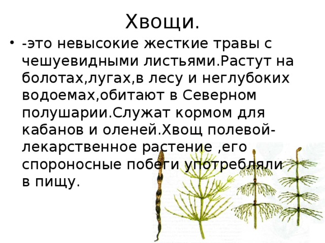 Изображенный на рисунке хвощ является хорошим медоносом используется для получения антибиотиков