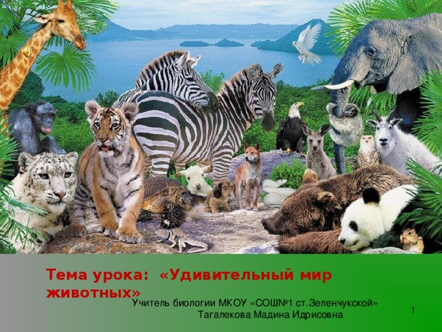 Проект удивительный мир животных