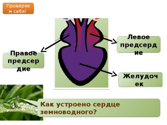 Сердце земноводных картинка егэ