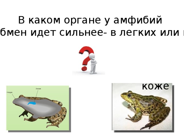 В каком органе у амфибий  газообмен идет сильнее- в легких или коже? коже 