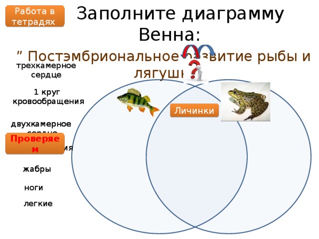  Заполните диаграмму Венна: ” Постэмбриональное развитие рыбы и лягушки” Работа в тетрадях трехкамерное сердце 1 круг 1 круг  кровообращения  кровообращения Личинки двухкамерное двухкамерное сердце сердце Проверяем боковая линия боковая линия жабры жабры ноги легкие 