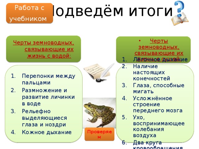  Подведём итоги Работа с учебником  Черты земноводных, связывающие их жизнь с водой: Черты земноводных, связывающие их жизнь с сушей: Лёгочное дыхание Наличие настоящих конечностей Глаза, способные мигать Усложнённое строение переднего мозга Ухо, воспринимающее колебания воздуха Два круга кровообращения Перепонки между пальцами Размножение и развитие личинки в воде Рельефно выделяющиеся глаза и ноздри Кожное дыхание Проверяем 