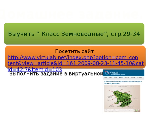 Домашнее задание. Выучить “ Класс Земноводные”, стр.29-34 Посетить сайт http://www.virtulab.net/index.php?option=com_content&view=article&id=161:2009-08-23-11-45-10&catid=42:7&Itemid=103 Выполнить задание в виртуальной лаборатории. 